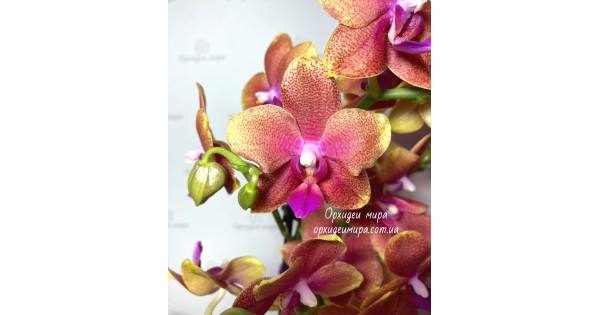 Орхидея Phal. Bronze Buddha - купить, доставка Украина